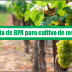 Guía de Buenas Prácticas Agrícolas para cultivo de uva