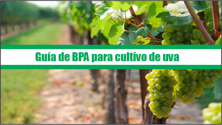 Guía de Buenas Prácticas Agrícolas para cultivo de uva