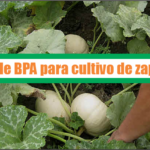 Guía de Buenas Prácticas Agrícolas para cultivo de zapallo
