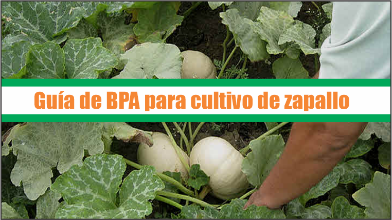 Guía de Buenas Prácticas Agrícolas para cultivo de zapallo