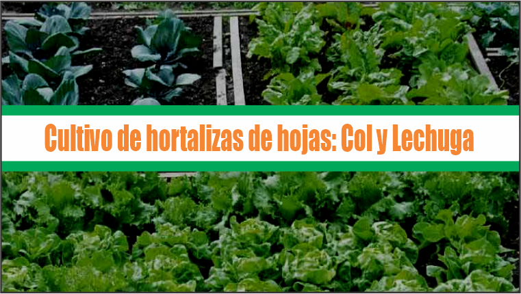 Cultivo de hortalizas de hojas: Col y Lechuga