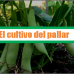 El cultivo del pallar