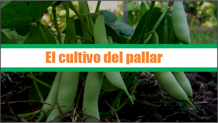 El cultivo del pallar