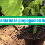 Enciclopedia de la propagacion de plantas