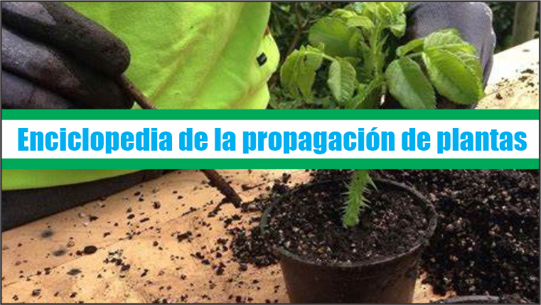 Enciclopedia de la propagacion de plantas