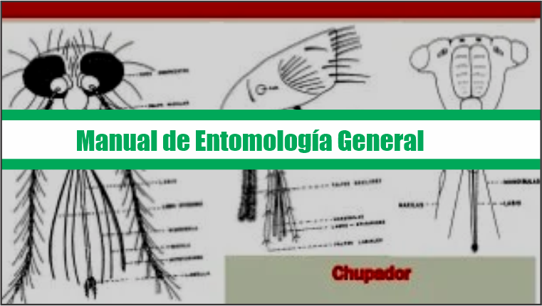 Manual de Entomologia general