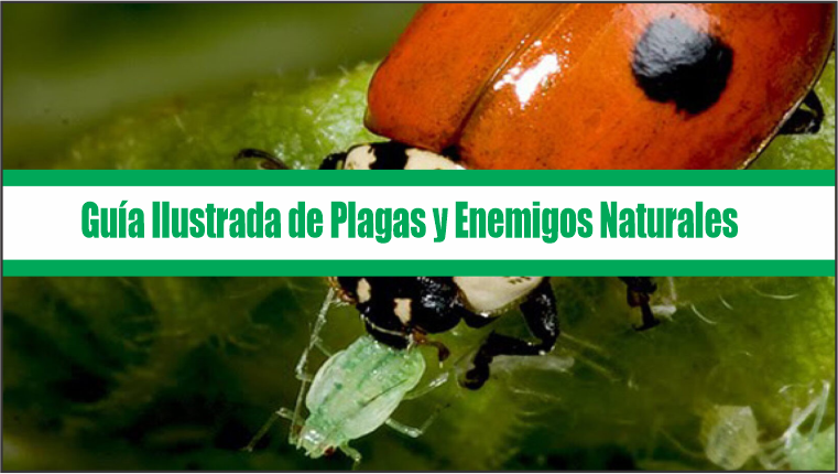 Guía Ilustrada de Plagas y Enemigos Naturales
