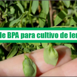 Guía de Buenas Prácticas Agrícolas para cultivo de lenteja