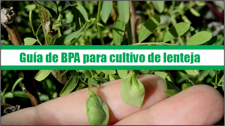 Guía de Buenas Prácticas Agrícolas para cultivo de lenteja