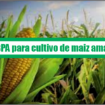 Guía de Buenas Prácticas Agrícolas para cultivo de maíz amarillo duro