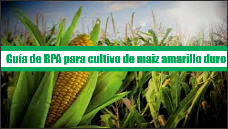 Guía de Buenas Prácticas Agrícolas para cultivo de maíz amarillo duro