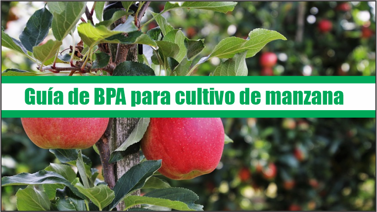 Guía de Buenas Prácticas Agrícolas para cultivo de manzana