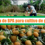 Guía de Buenas Prácticas Agrícolas para cultivo de piña