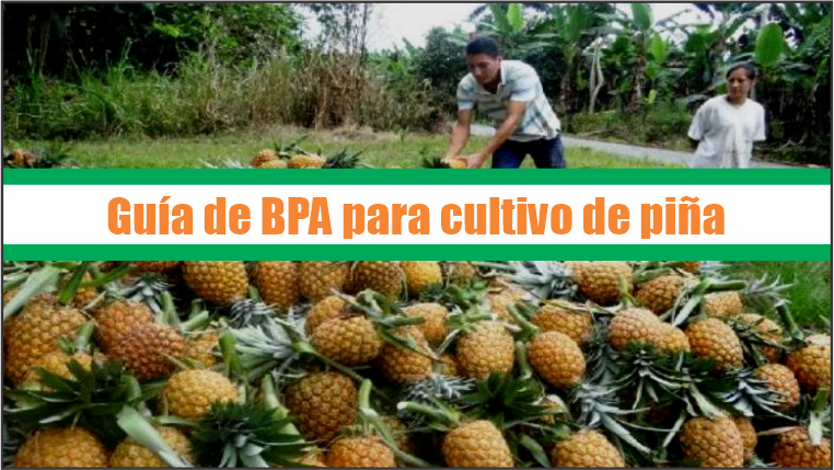 Guía de Buenas Prácticas Agrícolas para cultivo de piña