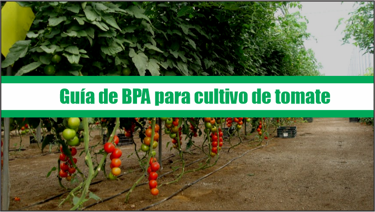 Guía de Buenas Prácticas Agrícolas para cultivo de tomate