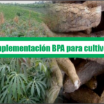 Guía de Buenas Prácticas Agrícolas para cultivo de yuca