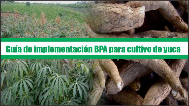 Guía de Buenas Prácticas Agrícolas para cultivo de yuca
