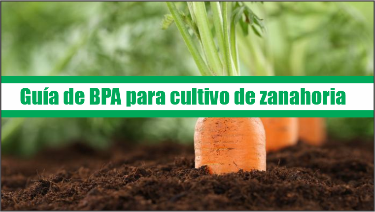 Guía de Buenas Prácticas Agrícolas para cultivo de zanahoria