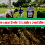 Guía para Preparar Biofertilizantes con Estiércol de Vaca