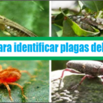Guía para identificar plagas del Palto