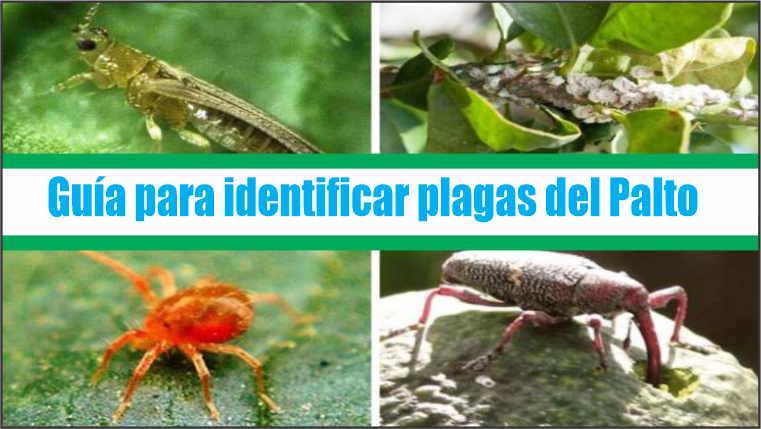 Guía para identificar plagas del Palto