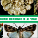 Manejo integrado del cultivo y las plagas del maíz