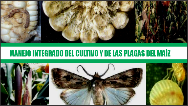 Manejo integrado del cultivo y las plagas del maíz