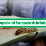 Manejo Integrado del Barrenador de la Caña de Azucar
