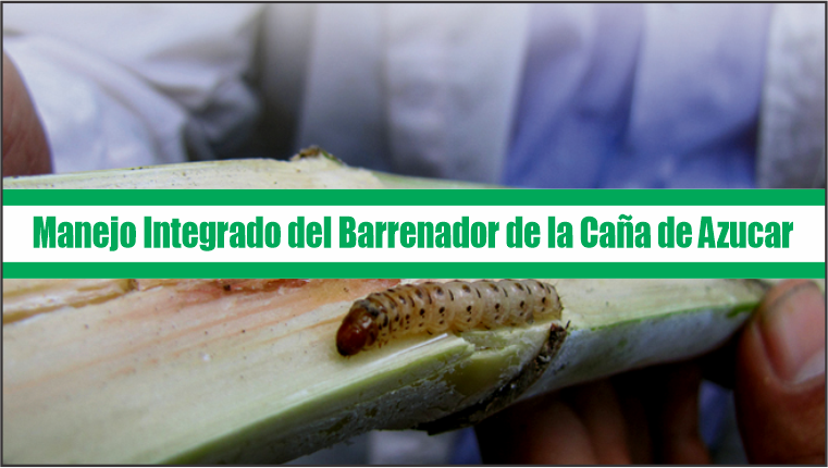 Manejo Integrado del Barrenador de la Caña de Azucar