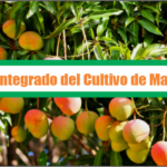 Manejo Integrado del Cultivo de Mango Kent