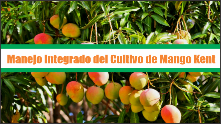 Manejo Integrado del Cultivo de Mango Kent