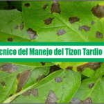 Manual técnico del Manejo del Tizon Tardio de la Papa