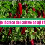 Manejo técnico del cultivo de ají Páprika