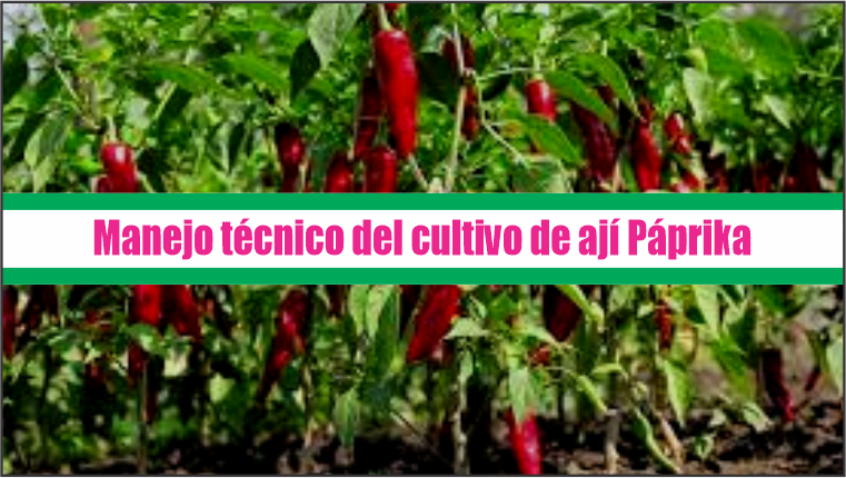 Manejo técnico del cultivo de ají Páprika