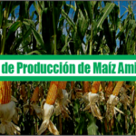 Manual de Producción de Maíz Amiláceo
