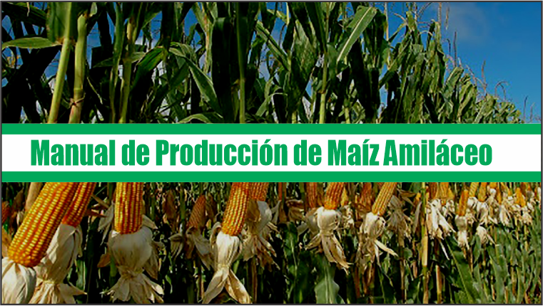 Manual de Producción de Maíz Amiláceo
