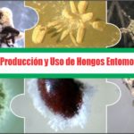 Manual de Producción y Uso de Hongos Entomopatógenos