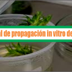 Manual de propagación in vitro de piña