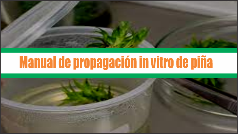 Manual de propagación in vitro de piña