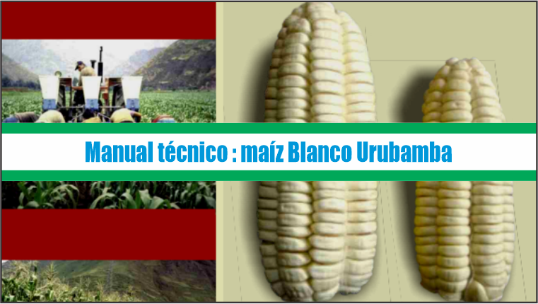 Manual técnico : maíz Blanco Urubamba (Blanco Gigante Cusco)