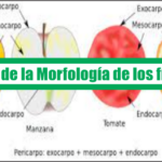 Guia de las Morfologías de los frutos