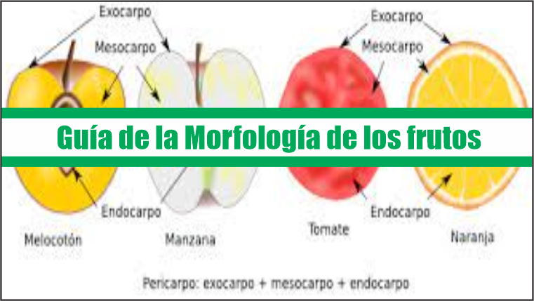 Guia de las Morfologías de los frutos