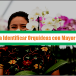 Guía para Identificar Orquídeas con Mayor Demanda