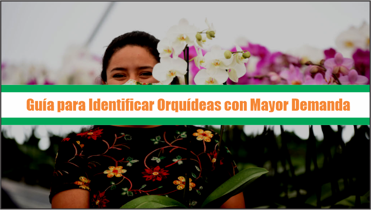 Guía para Identificar Orquídeas con Mayor Demanda