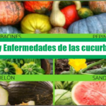 Plagas y Enfermedades de las cucurbitaceas