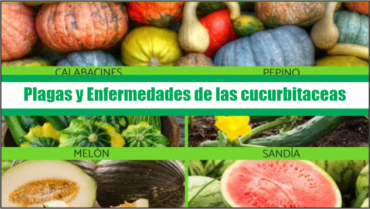 Plagas y Enfermedades de las cucurbitaceas
