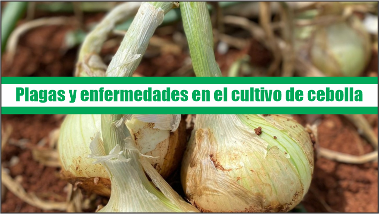 Plagas y enfermedades en el cultivo de cebolla