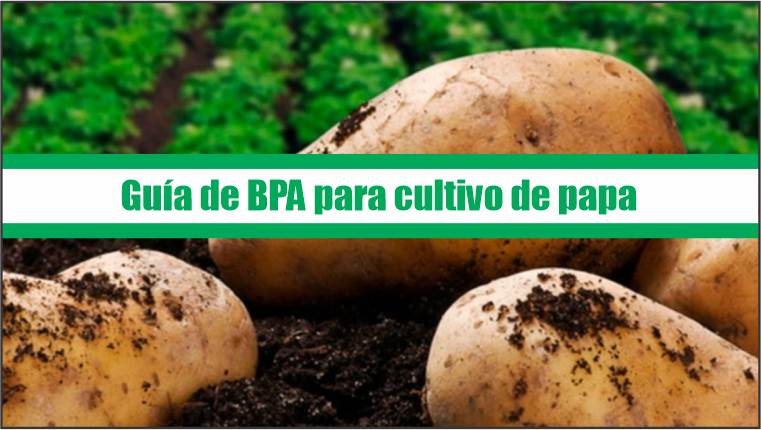 Guía de Buenas Prácticas Agrícolas para cultivo de papa