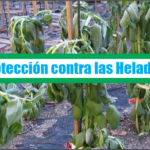 Protección contra las Heladas