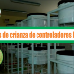 Protocolos de crianza de controladores biológicos